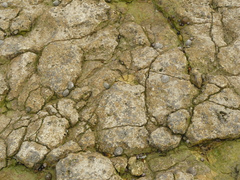 Patelles sur la roche
