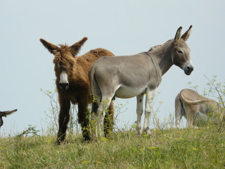 Âne de baudet du Poitou