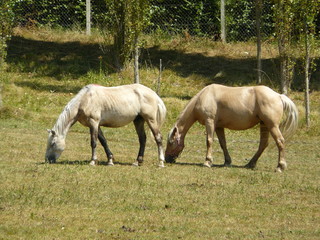 Obraz na płótnie Canvas Couple de chevaux 