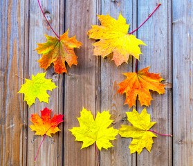 Naklejka na ściany i meble Autumn composition with maple leaves on wooden background, fall concept, copy space