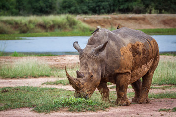 Fototapeta premium Southern white rhinoceros in Kruger National park, South Africa