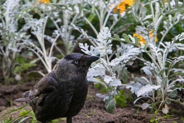 Curious coloeus monedula looks into the camera.