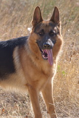 German shepherd dog