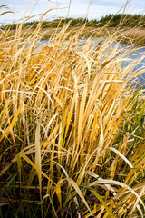 Bulrush, cattail, sedge. Pristine river. Belarusian Polesie. Wind. Autumn. Bright autumn colors. Flowing water. Wind on the river. Wild nature.