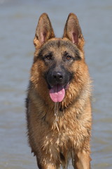 German shepherd dog