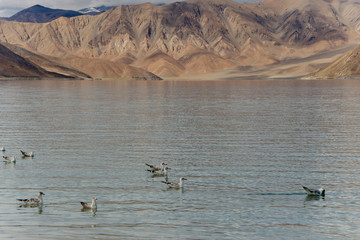 pangong lac 18