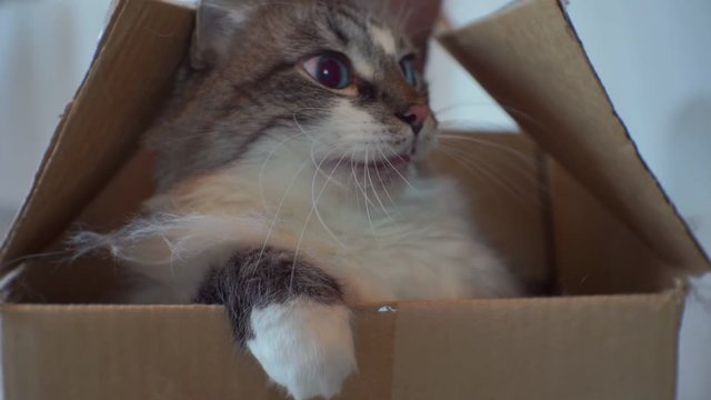 portrait of an angry cat who is sitting in a cardboard box