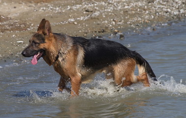 German shepherd dog