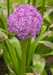 Allium flower close up