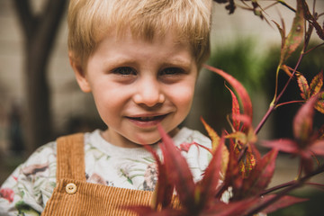 Little boy holding up autumn leaves of maple tree