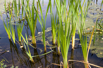 Obraz premium Bulrush, cattail, sedge. Pristine river. Belarusian Polesie. Wind. Autumn. Bright autumn colors. Flowing water. Wind on the river. Wild nature.