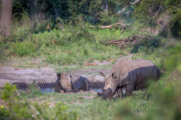 Naklejka na ściany i meble Southern white rhinoceros in Kruger National park, South Africa