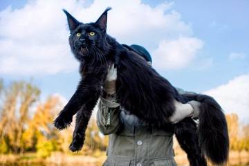 A girl holding in arms a gigantic maine coon cat in forest in summer.