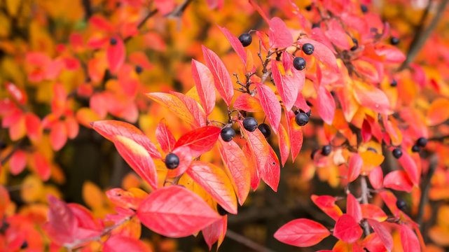 Autumn foliage of cotoneaster lucidus with a focus on berry. Fall colorful background.