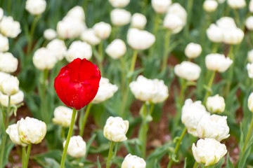 Red tulip growth among white tulip background (Concept for differentiate from other, leader or...