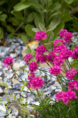 Chive flower