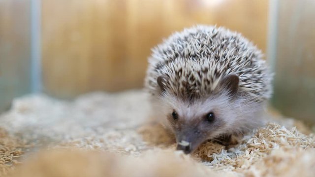 baby porcupine, animal wildlife, hedgehog