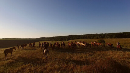 Horse herd running on meadow. Group of hoofed animals. Call of the wild. Strength and aspiration.