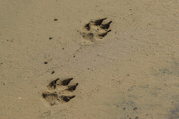 Dogs footprint, sand, background