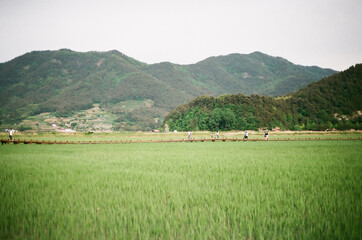 Green Reeds and Green Mountains