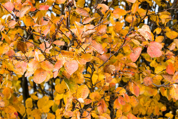 Trees in the fall. Bright colors. Autumn foliage. Sea of colors. Background. Relaxation. Change of seasons. Romance.