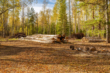 Timber cutting. Yakshur-bodinsky district, Udmurt Republic, Russia.