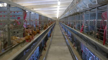 Hens in cages. Domestic poultry eats feed. Poultry farm in the village. Source of eggs and meat.