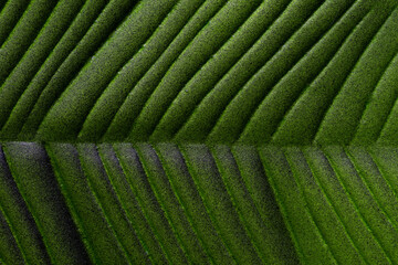 Fototapeta premium abstract green leaf texture background