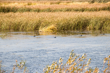 Bulrush, cattail, sedge. Pristine river. Belarusian Polesie. Wind. Autumn. Bright autumn colors. Flowing water. Wind on the river. Wild nature.