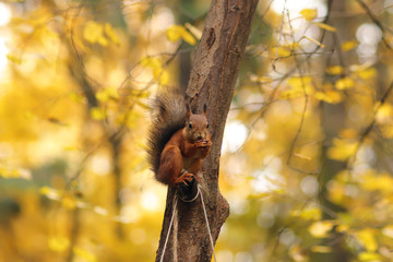 Squirrel on a tree in the park in autumn