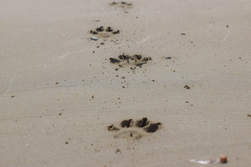 Dogs footprint, sand, background