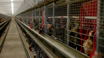 Rows of cages with hens. Poultry is pecking feed. Birds grown at the farm. Property of agricultural company. © DenisProduction.com