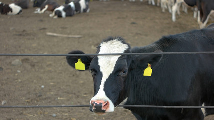 Cow sticks head through fence. Herd of cattle. Farm sells animals. Price of livestock has grown.