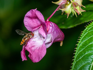 marmalade hoverfly on himalayan balsam flower