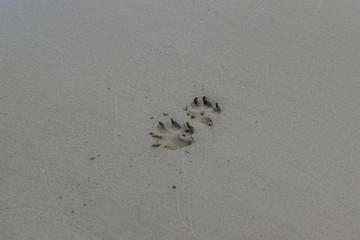 Dogs footprint, sand, background