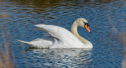 Naklejka premium swan on rippled water