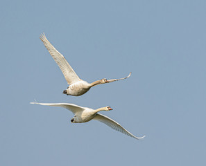two swans in flight
