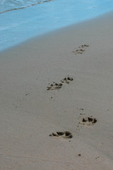 Dogs footprint, sand, background