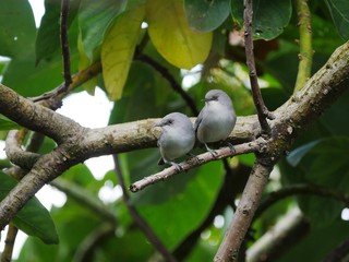 Two cute gray birds perching on tree