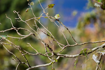 Green poplar leaf on the background