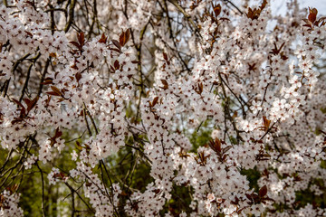 spring background with white flowers of a blossoming fruit tree on a sunny warm day