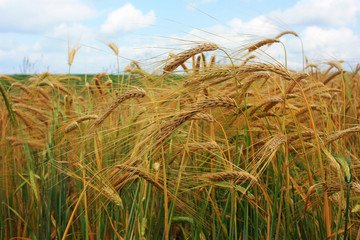 Ripe ears of wheat in the field