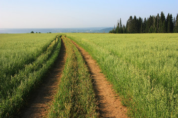 Fototapeta na wymiar Dirt road in a green field