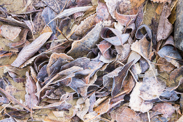 Closeup of colorful autumn leaves covered in morning frost