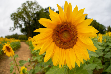sunflower blossom in jarrettsville maryland harford county usa farm field
