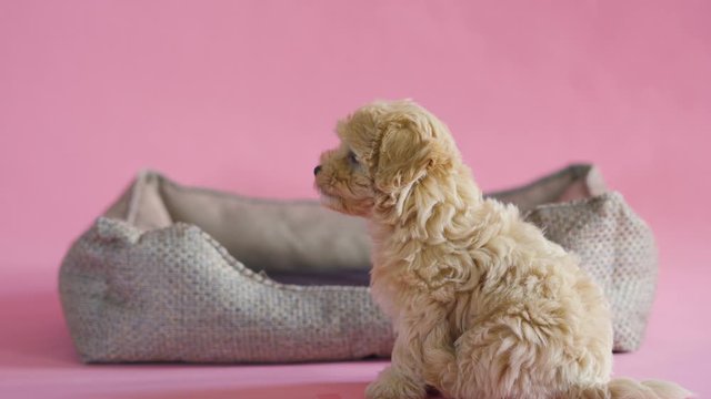 puppy dog is playing in its lair on a pink background