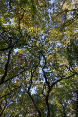 Obraz premium cielo de arboles