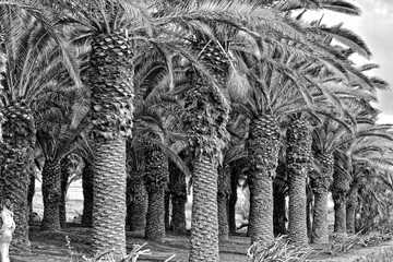 exotic original palm forest growing on the Spanish island of Fuerteventura