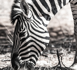 WILD ANIMALS IN NAMIBIA AFRICA
