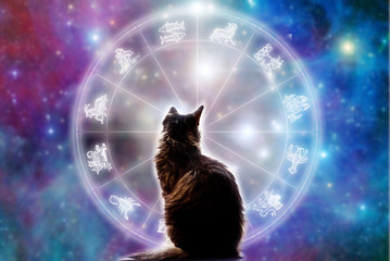horoscope with zodiac signs, stars and a mystical cat like astrology concept 